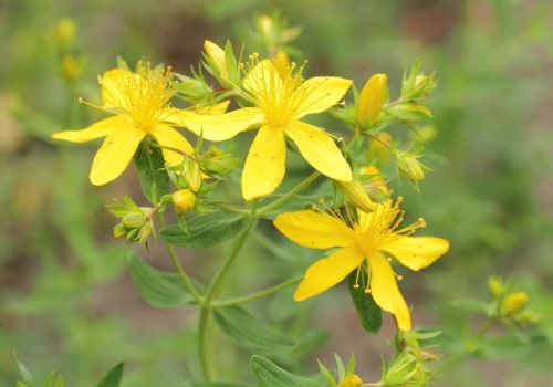 The Power of St. John's Wort: A Natural Remedy for Depression and More